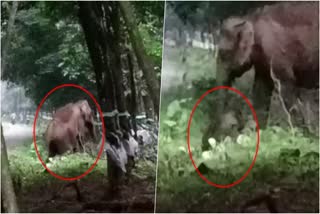 Mother Elephant  Mother Elephant saves the life of Little elephant  Elephant  Thrissur  Palappilly  Viral video  കാനയില്‍ വീണ കുട്ടിയാനയെ രക്ഷിച്ച് അമ്മയാന  രക്ഷാപ്രവര്‍ത്തനം  വനംവകുപ്പിനെയും നാട്ടുകാരെയും കാഴ്‌ചക്കാരാക്കി  തൃശൂര്‍  കാനയിൽ വീണ കുട്ടിയാന  കുട്ടിയാന  കാട്ടാന