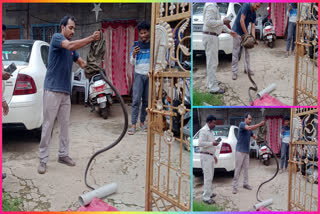 Snake Hulchul