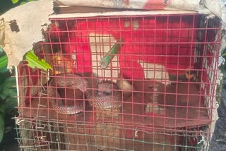 Rescue of Cobra in Kota