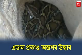 Python Rescued at Adabari