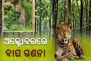 odisha tiger census