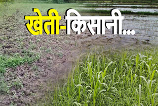 Kharif Crops in Hadoti