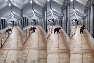 Bear in Tirumala walking path at midnight