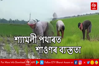 Farmers busy working at paddy field in Jonai