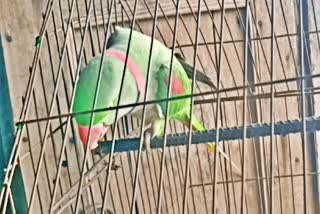 Parrot Shouting Modi Jindabad