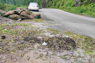 Peas Sacks throw on Roadside on NH-5 in Theog.