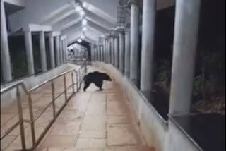 bear in tirumala footpath way