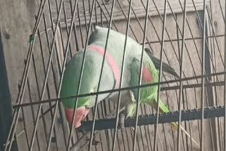 unique-parrot-in-bihar-shouting-slogans-of-modi-sarkar-zindabad-and-hindusthan-zindabad-also-jai-shri-ram-parrot-talking-video