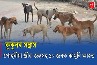 10 injured by Dogs Attack at Manikpur