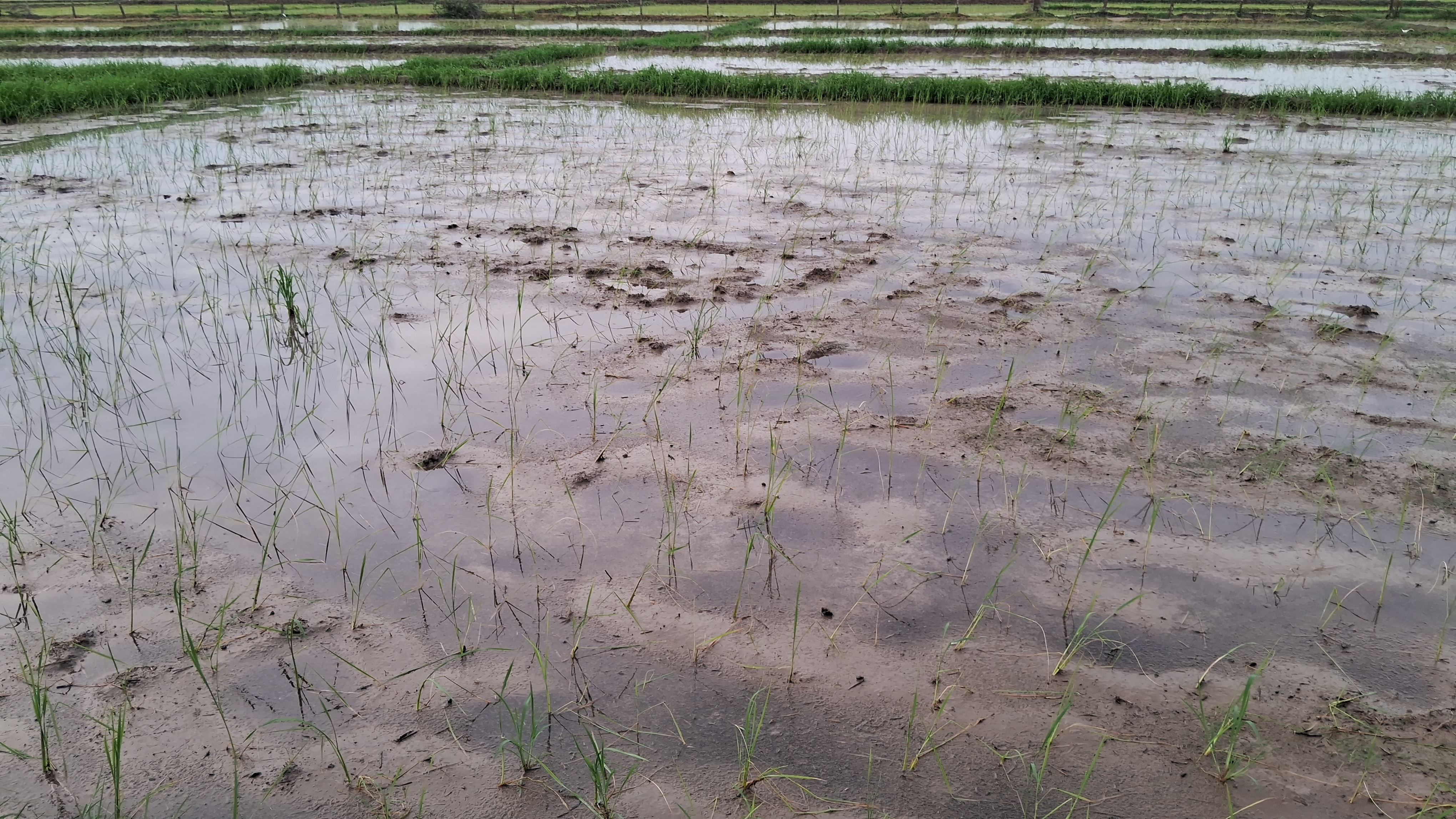 rice and maize Production