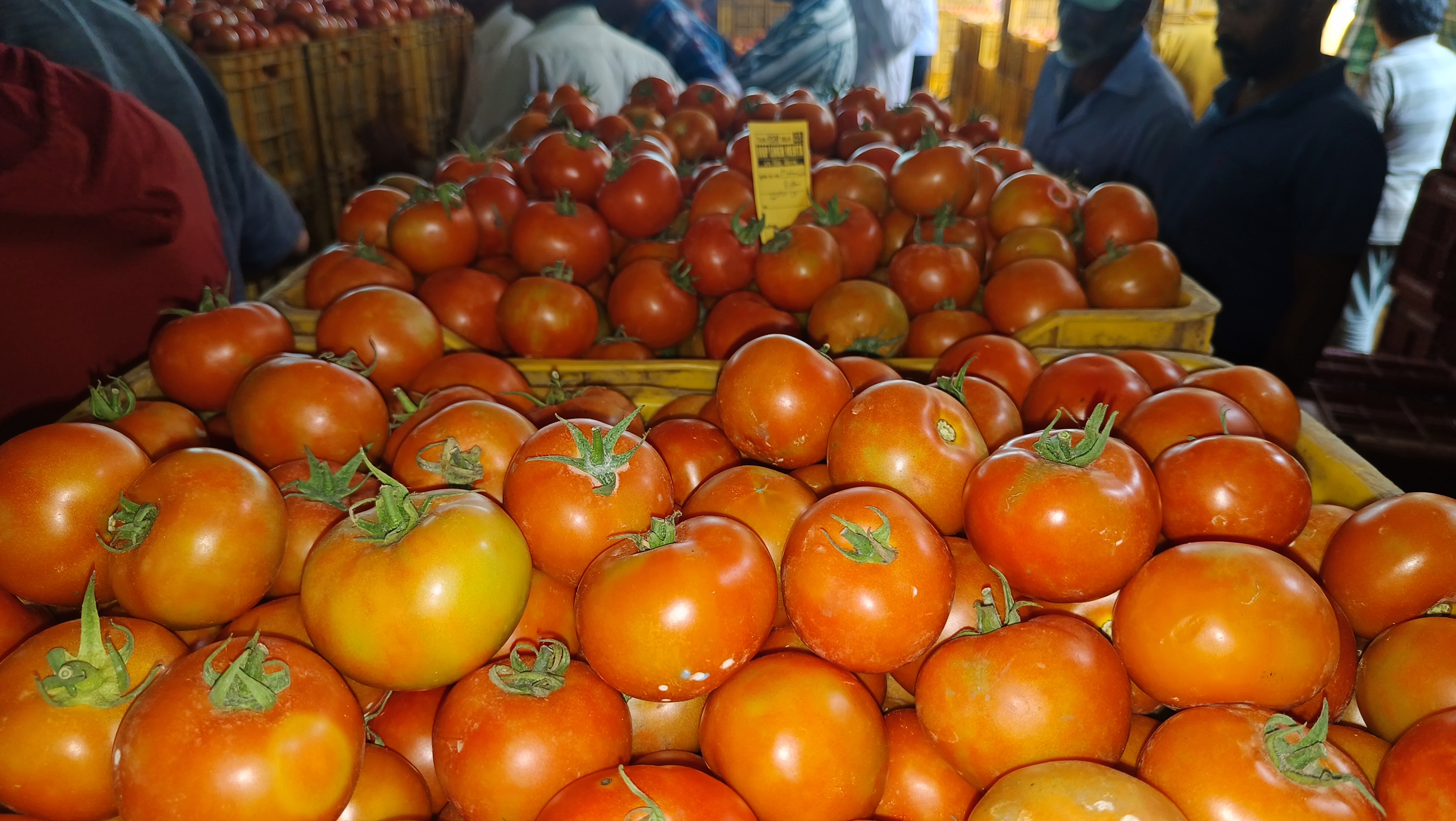 Tomato Price In Solan