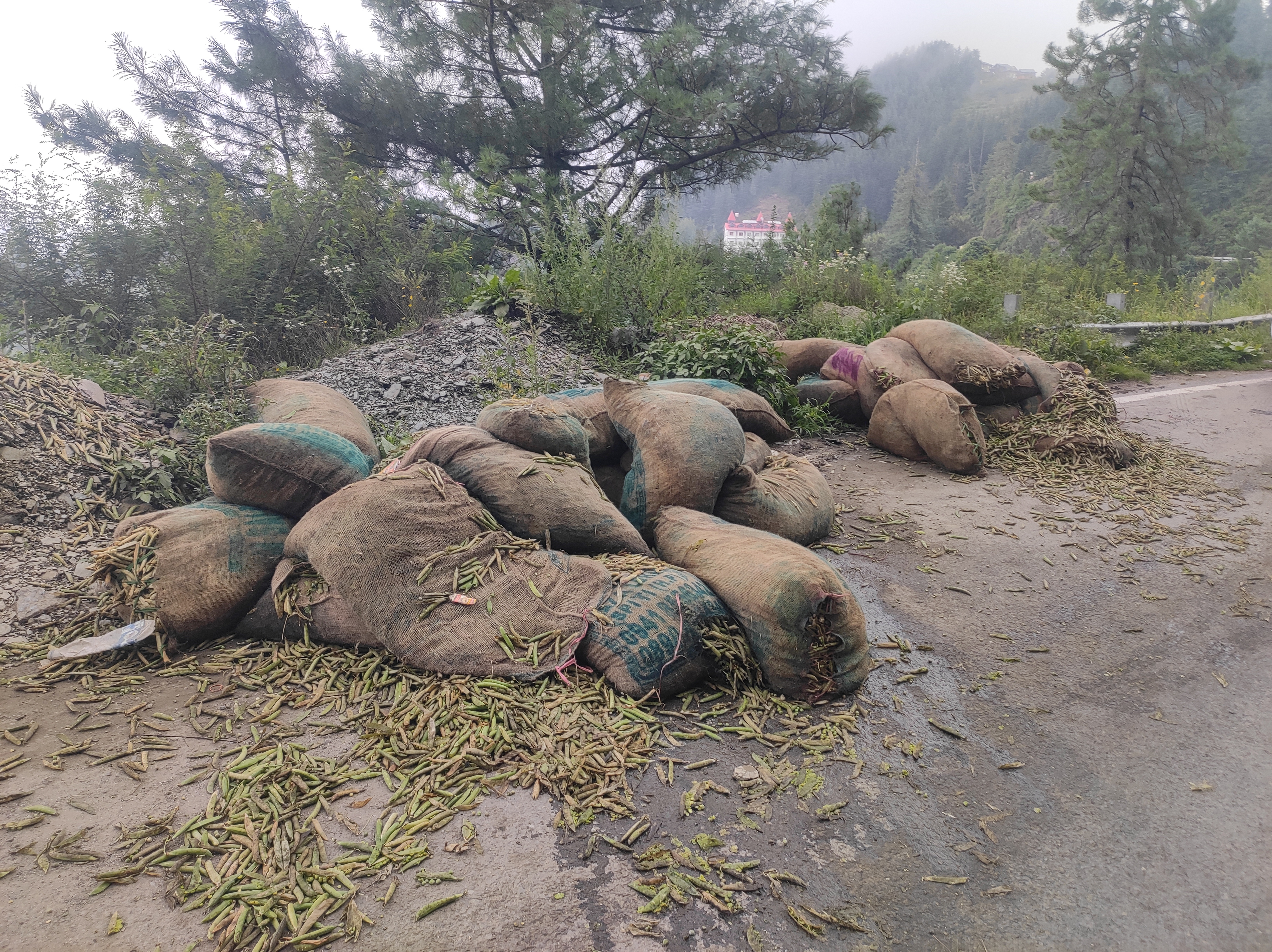 Peas Sacks throw on Roadside on NH-5 in Theog.