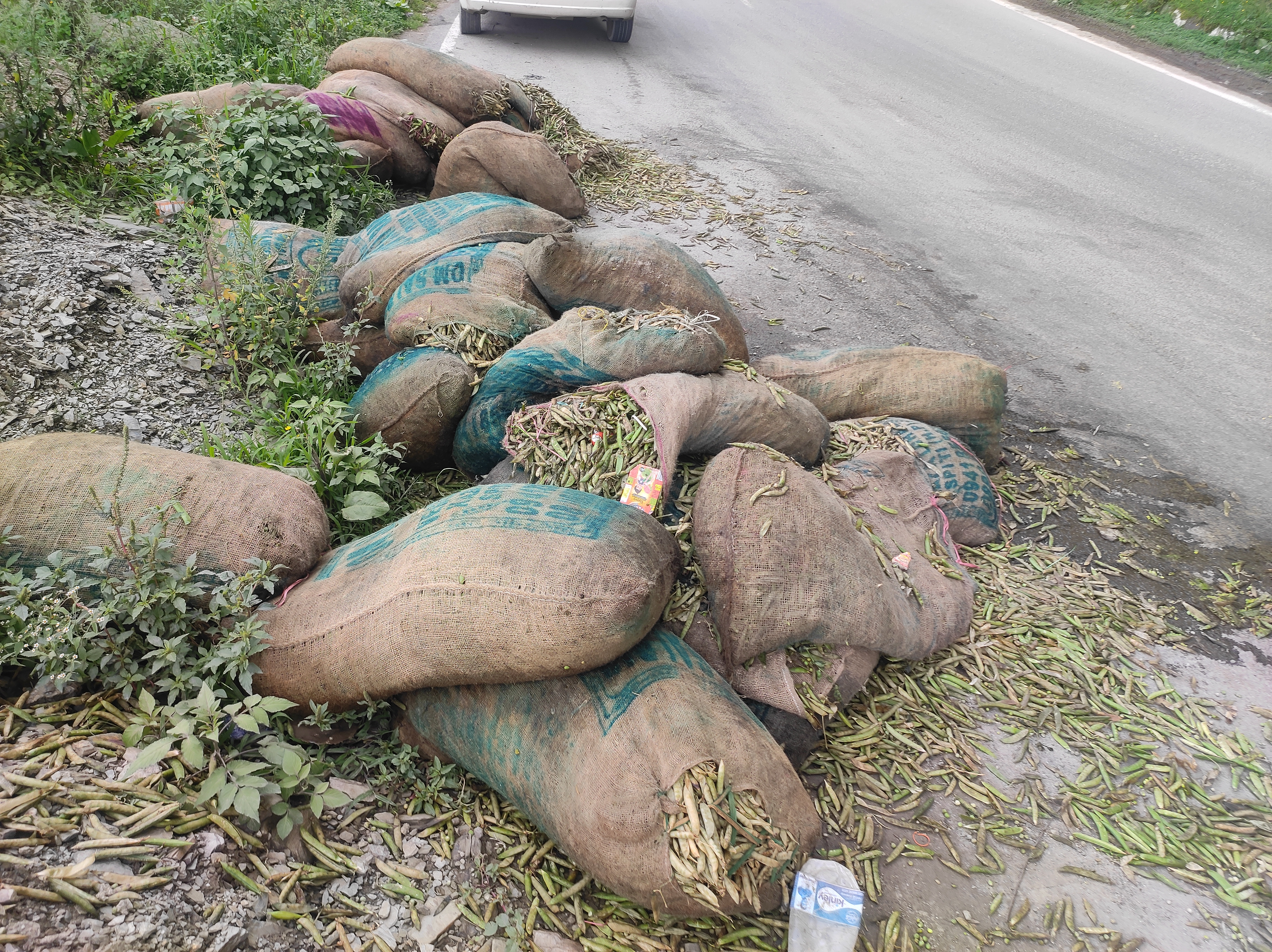 Peas Sacks throw on Roadside on NH-5 in Theog.