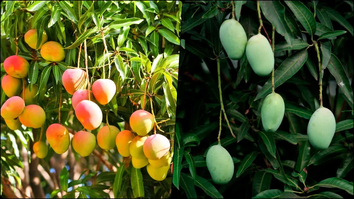 Mango Leaves Health Benefits