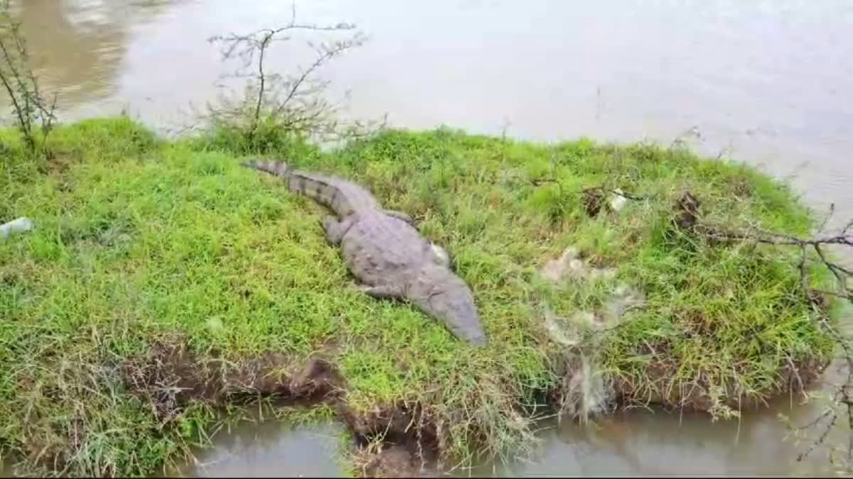 crocodile-found-in-thigadi-reservoir