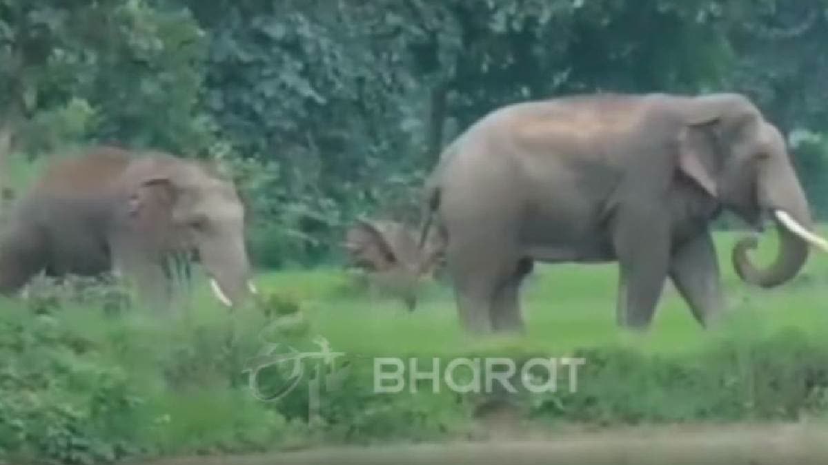 Chhattisgarh: Tusker Separated From Herd Creates Havoc In Jashpur, One Killed