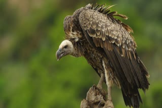 absence of vultures Diseases are increasing