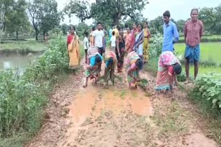 PLANTING PADDY ON MUDDY ROADS