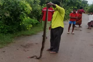 GIANT PYTHON IN WARANGAL