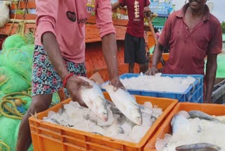 Ilish fish in Market