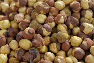 Roasted Chana For Health News