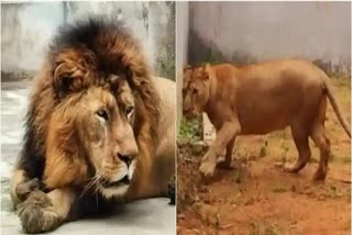 MAMATA BANERJEE  AKBAR AND SITA THE LION COUPLE  സഫാരി പാർക്ക് ബംഗാള്‍  അക്ബര്‍ സീത സിംഹങ്ങള്‍