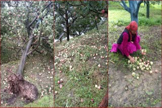 DAMAGE IN APPLE GARDEN