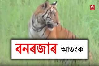 tiger terror in Kaliabor