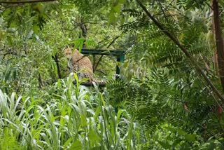 ten leopards from junnar have migrated to vantara jamnagar shelter in gujarat