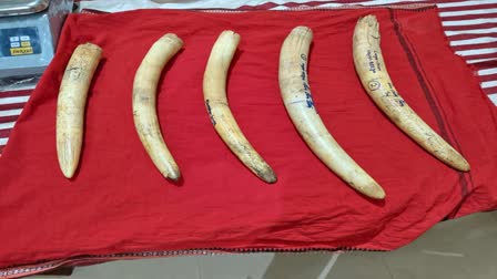 ELEPHANT TUSKS SEIZED IN MAYURBHANJ