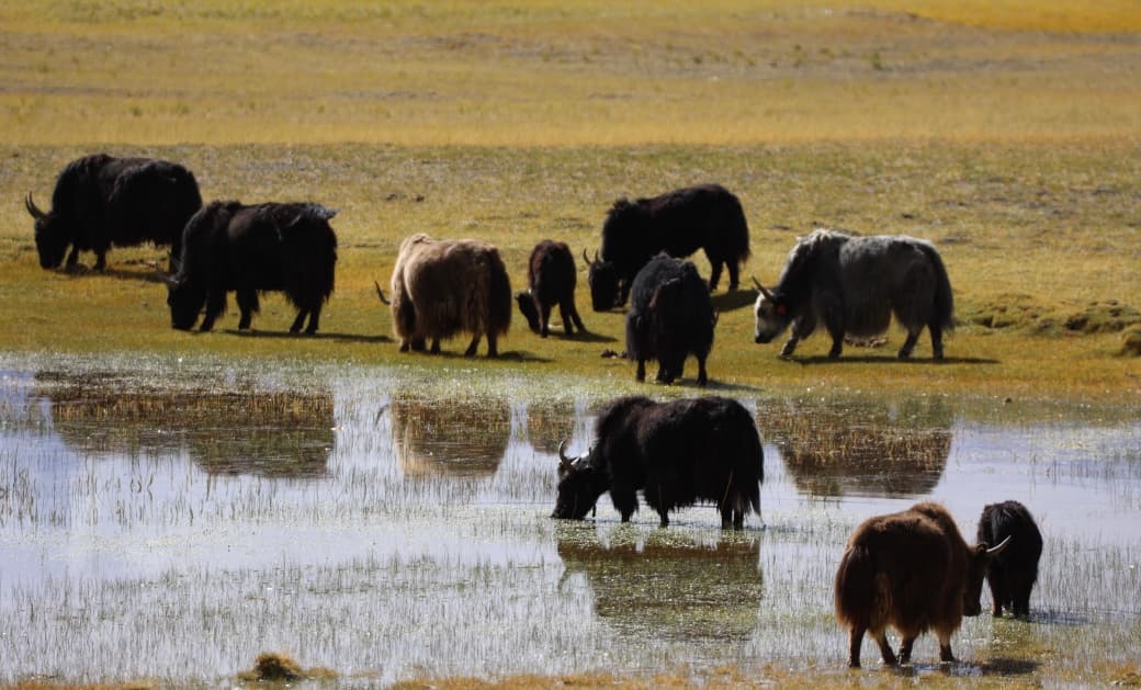 Livestock Traditions Fade in Ladakh’s Hanle Amid The Last Echoes of a Vanishing Past