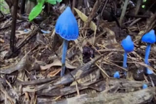 Rare Blue Mushrooms Found in Kagaznagar Forest