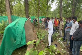 Elephant dies in Korba
