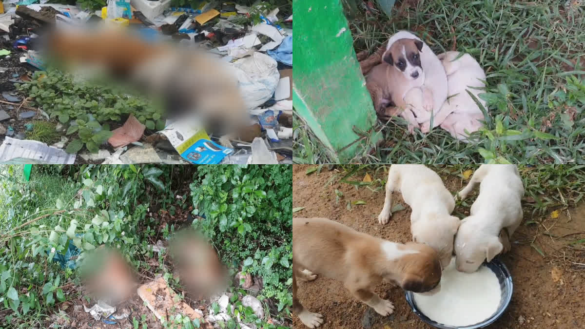 Street dogs killed in bunches in Tambaram