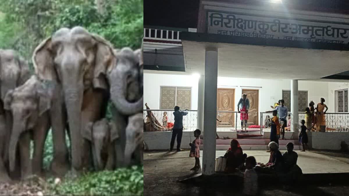 Elephant Attack in Manendragarh