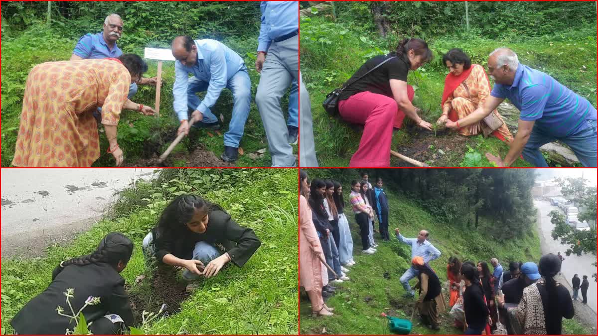 Plantation in Shimla