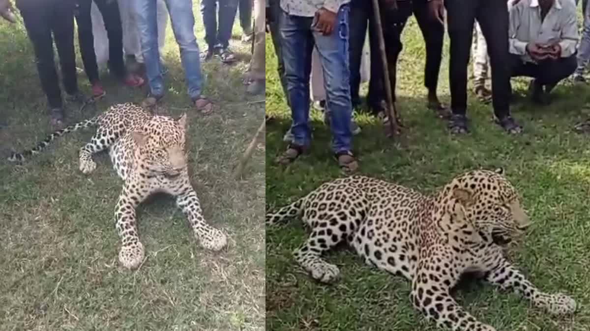 Villagers having fun with leopard in Dewas