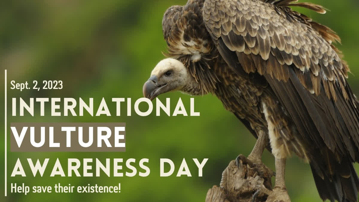 International Vulture Awareness Day Help save their existence