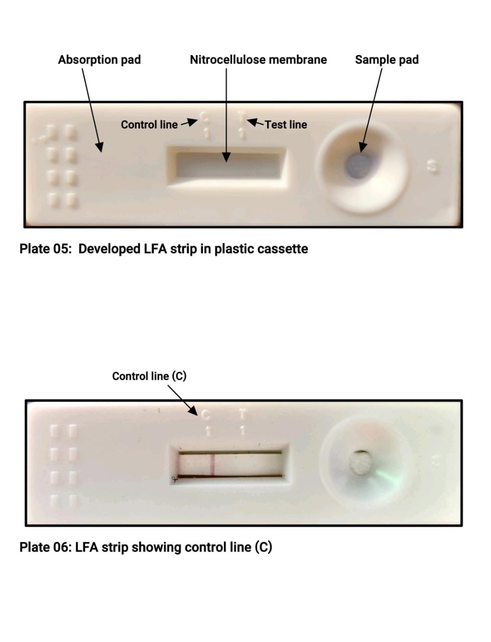 Wild Animals Pregnancy Kit