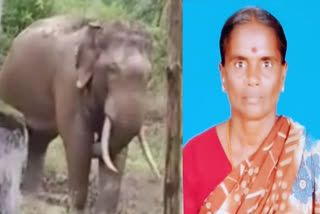 Woman was Killed in an Elephant Attack in vellore