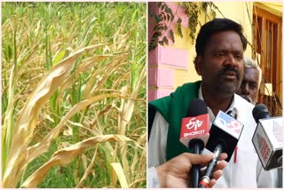 Davanagere  farmers demand for drought declaration