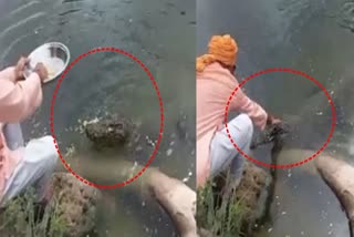 Crocodile Feeding Video In Gujarat