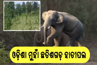 chhattisgarh elephant herd enters odisha