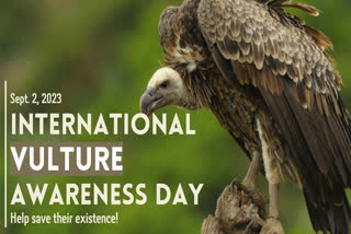 International Vulture Awareness Day