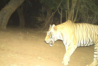 Dholpur Karauli tiger reserve