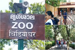 Onam Celebration and TVM Zoo  Onam Celebration  Zoo  Thiruvananthapuram Zoo  visitors  Onam Celebration  Onam  Museum and Zoo Department  Government Exchequer  ഓണം കനിഞ്ഞില്ല  പ്രതീക്ഷ മുഴുവന്‍ ക്രിസ്‌മസ് പുതുവത്സര ദിനങ്ങളില്‍  ക്രിസ്‌മസ്  ഓണം  തിരുവനന്തപുരം മൃഗശാല  തിരുവനന്തപുരം  മൃഗശാല  മ്യൂസിയം ആൻഡ് മൃഗശാല  മ്യൂസിയം