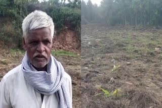 ಅಡಿಕೆ ಗಿಡ ಕಿತ್ತುಹಾಕಿರುವುದು