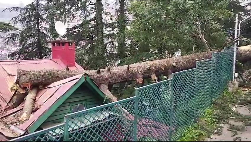 Deodar Trees in Shimla