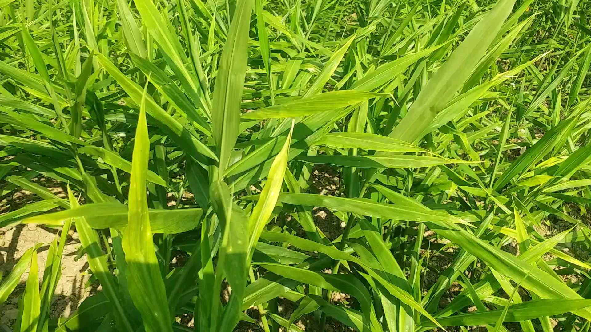 Ginger Farming