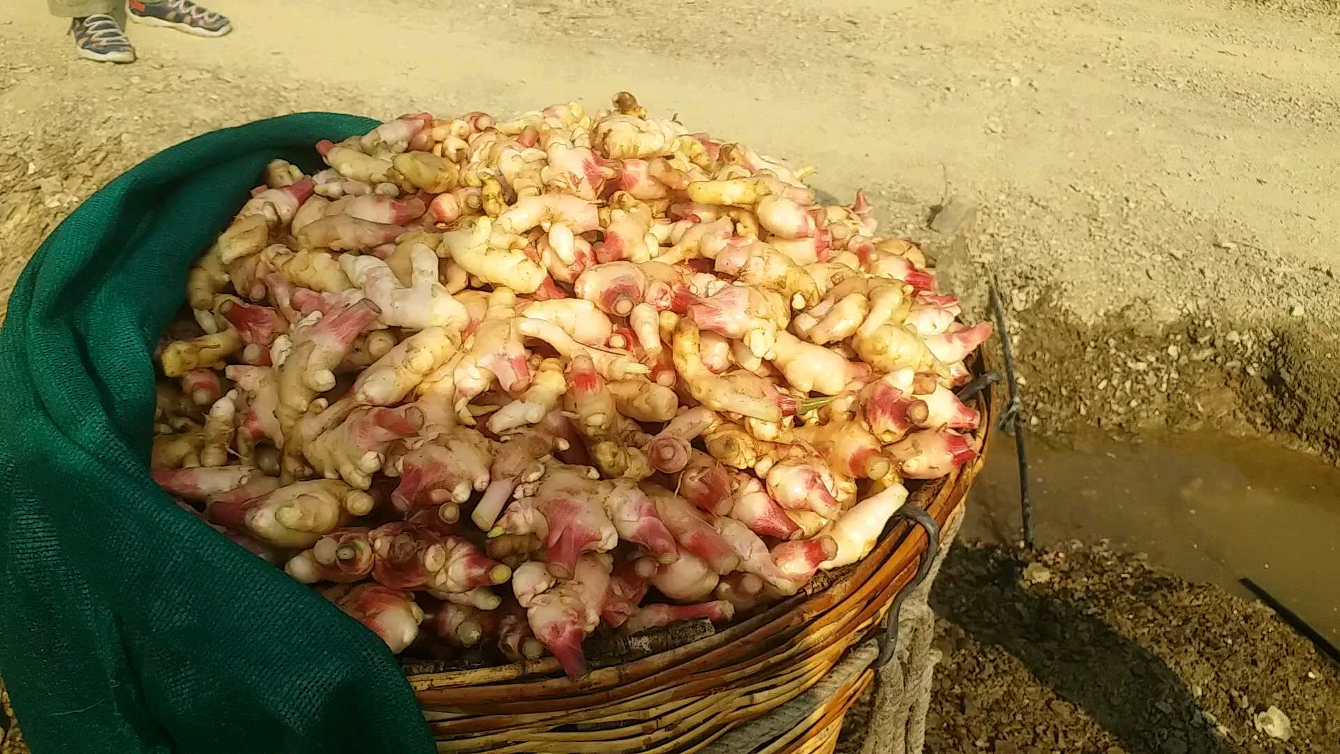 Ginger Farming